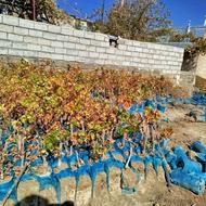 ریشه انگور گلدانی