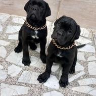 سگ کنکورسو توله واگذاری