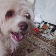 واگذاری سگ شتیزو