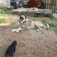 سگ سرابی نر واگذاری