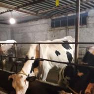 گاو هلیشتاین