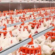 استخدام کارگر مرغداری فقط با خانواده