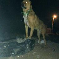 واگذاری سگ گله نگهبان