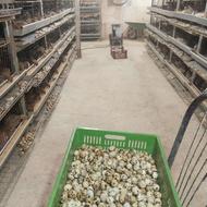 تخم نطفه دار بلدرچین وفائی