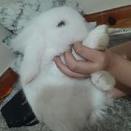 خرگوش لوپ خارجی چشم رنگی سفید