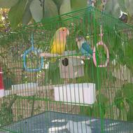 یک جفت طوطی برزیلی