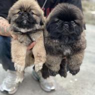 واگذاری سگ پیکینیز امپریال وارداتی پوزه فلت