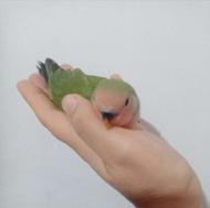 طوطی برزیلی سرلاکی نژاد رزیکولیس(بازدید شهر جویبار )