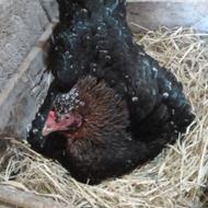 چند حیون لاری فروشی