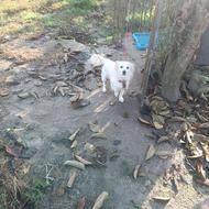 واگذاری سگ پاکوتاه