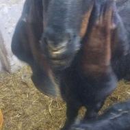 بز گوش دراز همراه 3 بزغاله