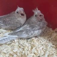 جوجه عروس هلندی سرلاکی