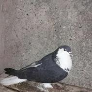 کبوتر ساده سیاه