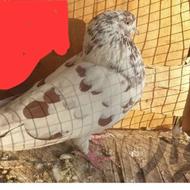 این کبوتر خیلی تند می رود