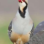 حیوانات مزرعه، بلدرچین مرغ خروس ماهی