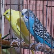 یک جفت مرغ عشق نژاد دار کارداده