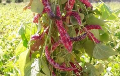 اجاره زمین کشاورزی با چاه عمیق دیزلی