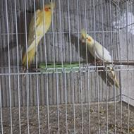 طوطی عروس لوتینو