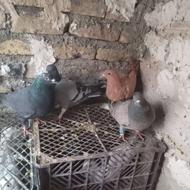 کفتر صید خوب پرشی