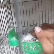 فروش کبوتر الماسی مولد