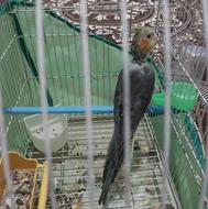 جوجه عروس هلندی