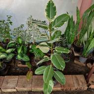 اگلونما پتوس افوریا سانسوریا