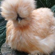 جوجه ابریشمی