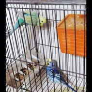 فروش مرغ عشق رنگ خاص