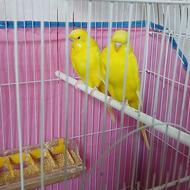 جفت مرغ عشق لوتینو