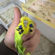 مرغ عشق انگلیسی