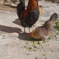 خروس چهل تاج گلین مرغ مینی