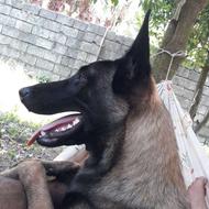 واگذارمالینویز بلژین نر و ماده