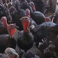 بوقلمون وغاز زنده