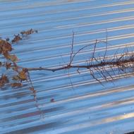 نهال انگور کشمش