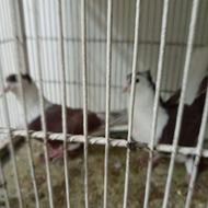 دمگیر دوبحر دولا دولا سرخ