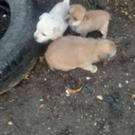 واگذارتوله های پشمالو خرسی