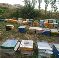 خریدار زنبور عسل هستم