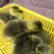 4عددجوجه غازآفریقایی6روزه