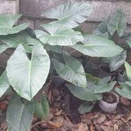 گل های بابا ادم و الوورا درسایزهای مختلف