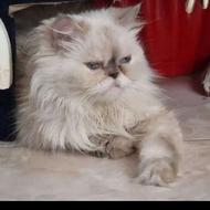 گربه پرشین هیمالین