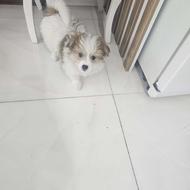 واگذاری توله 5ماهه مالتیپو