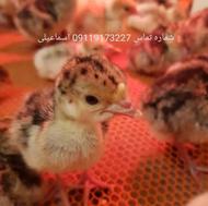 فروش جوجه بوقلمون بوربون و برنز