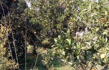 فروش فوری زمین قیمت عالی موقعیت بی نظیر