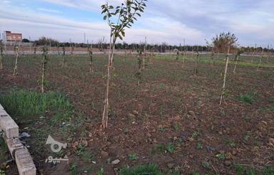 فروش زمین باغ و باغچه ای 550متری در جاده بهنمیر