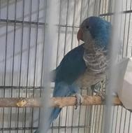 راهب آبی نر بالغ . قفس سه خان غلامی