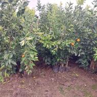 فروش یکجا نهال پرتقال باردار و بدون بار