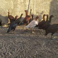 لاری درجه یک