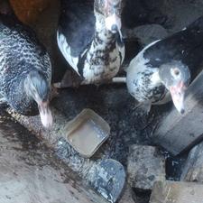 اردک اسرائیلی دوتا ماده یکی نر