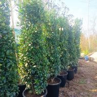 یاس هلندی همه سایز