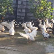 فروش اردک ارگانیگ